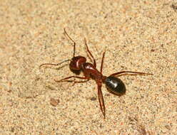 Image de Camponotus turkestanicus Emery 1887