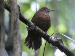 Image of Scaly-throated Leaftosser