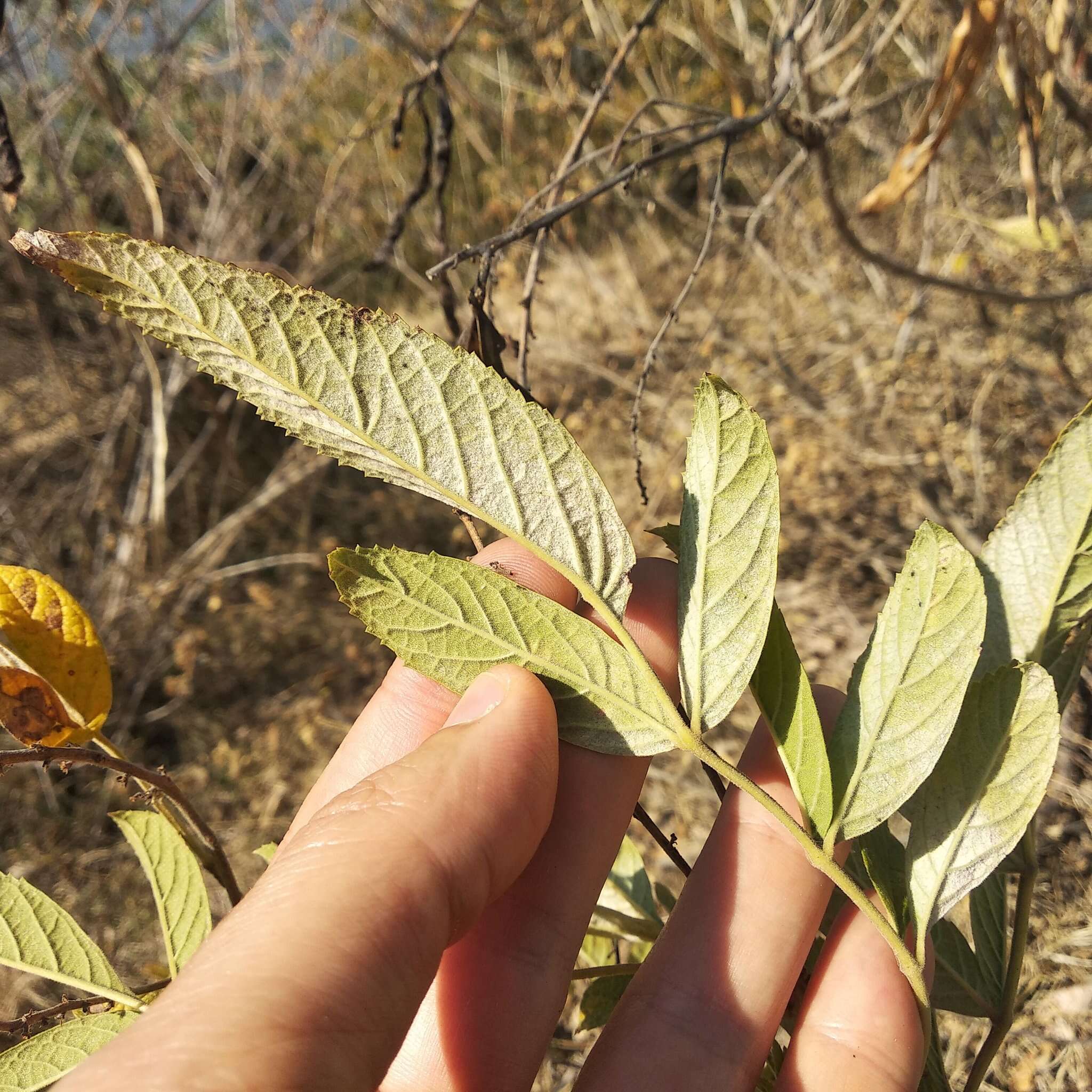 Image of Tecoma stans var. velutina DC.