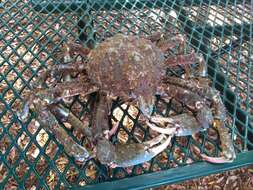 Image of Sheep crab