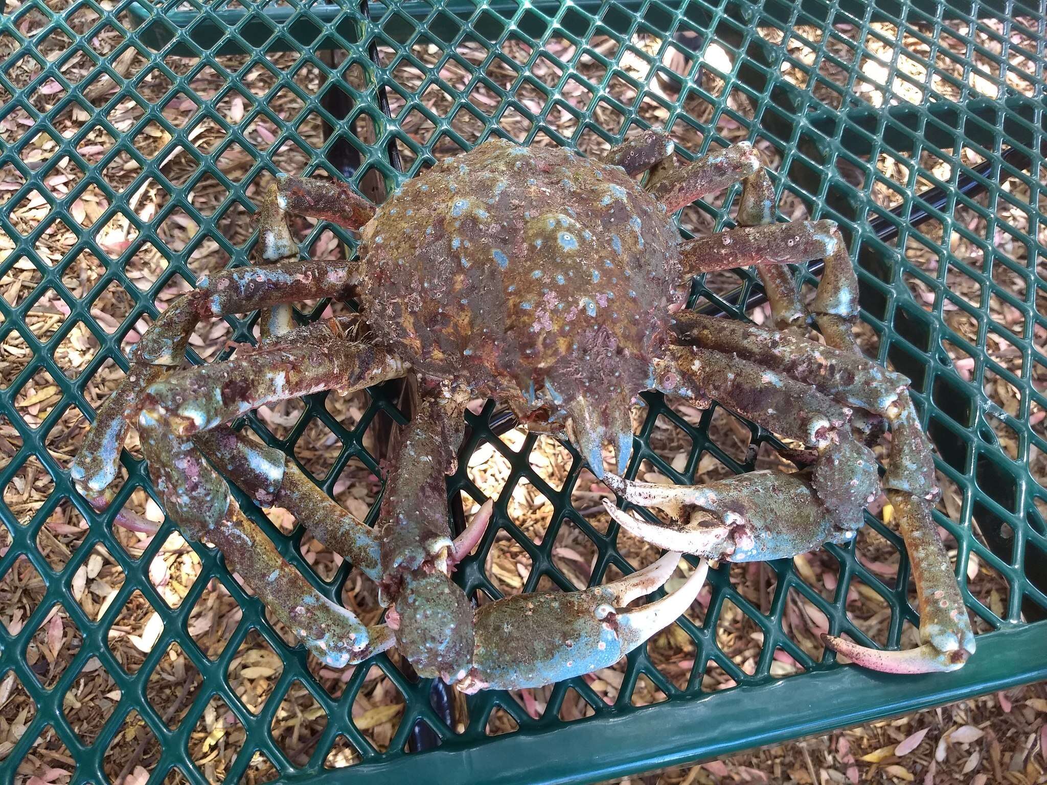 Image of Sheep crab