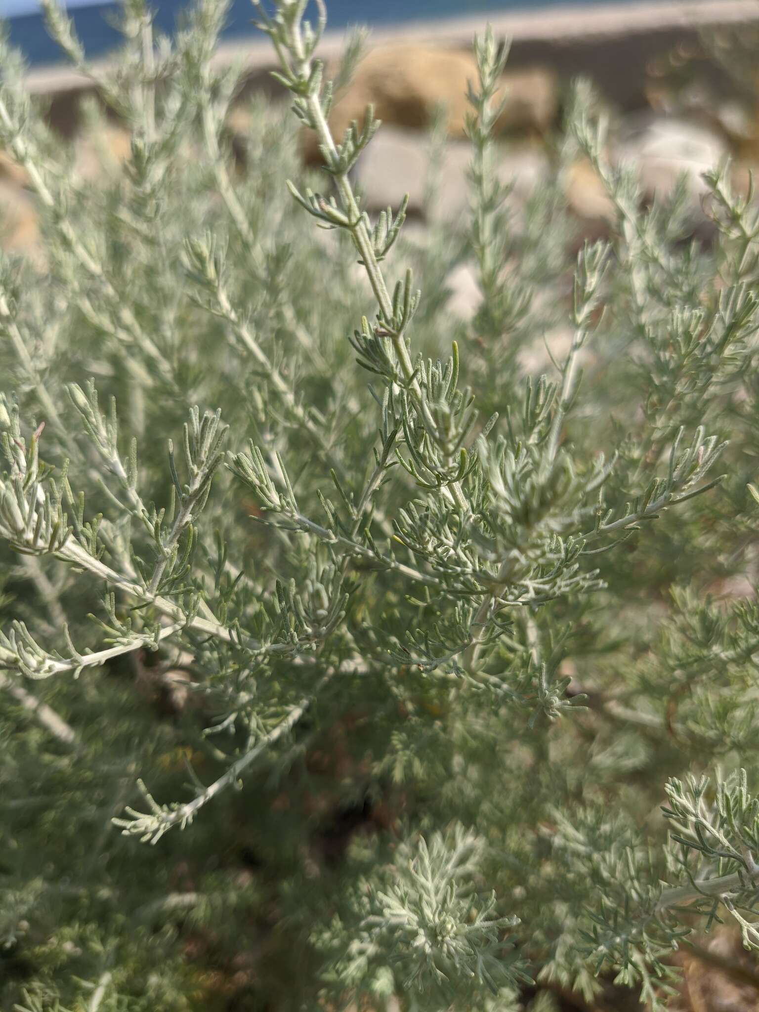 صورة Artemisia taurica