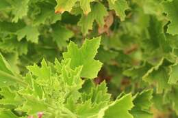 Imagem de Pelargonium ribifolium Jacq.