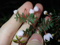 Image of Boronia floribunda Sieber ex Spreng.