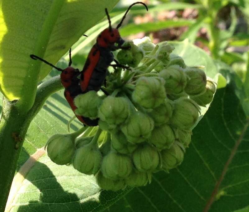 Image of Red Milkweed Beetle