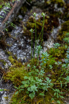 Image of Kotzebue's Grass-of-Parnassus