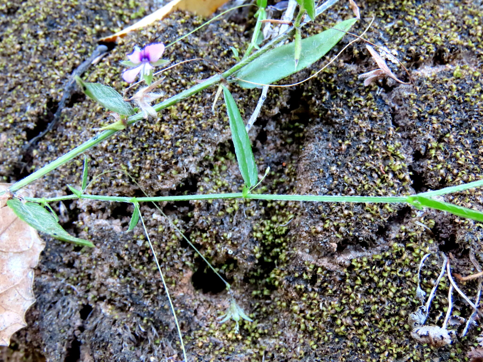 Image of Psoralea laxa T. M. Salter