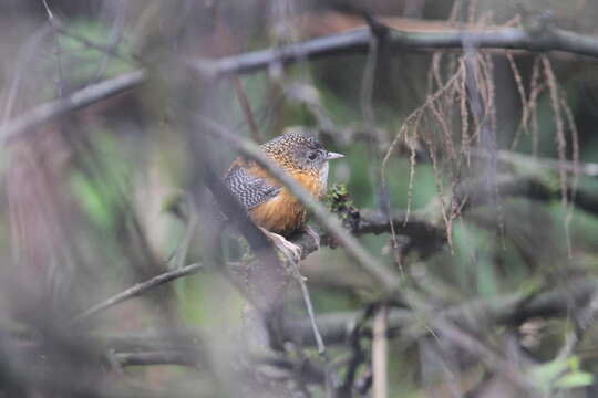 Image of Bar-winged Wren Babbler