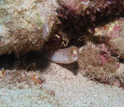 Слика од Gymnothorax melatremus Schultz 1953