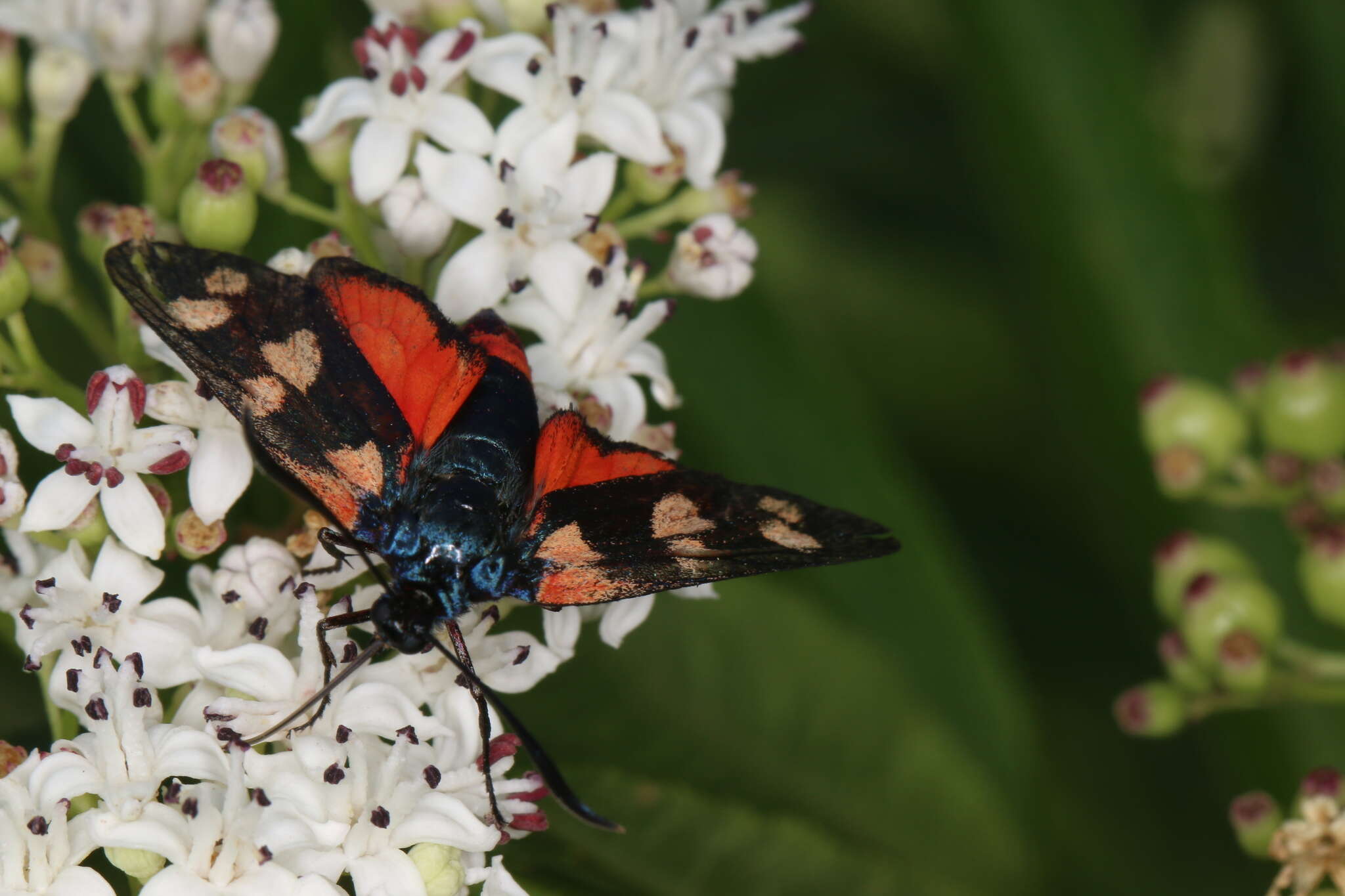 Imagem de Zygaena ephialtes Linnaeus 1767