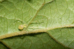 Image of Theridion grallator Simon 1900