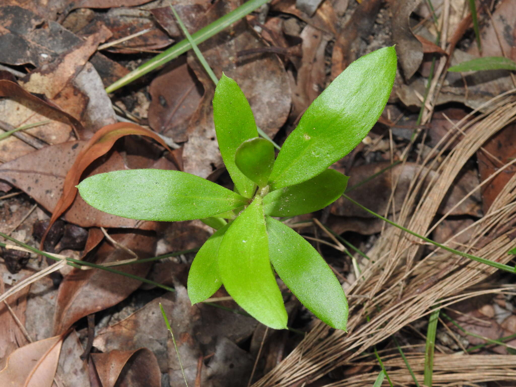 Image of Persoonia cornifolia A. Cunn. ex R. Br.