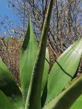 Sivun Agave atrovirens var. atrovirens kuva