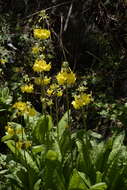 Image of Primula prolifera Wall.