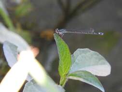 Image of Neotropical Bluet