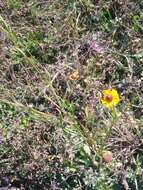 Image of longdisk sneezeweed