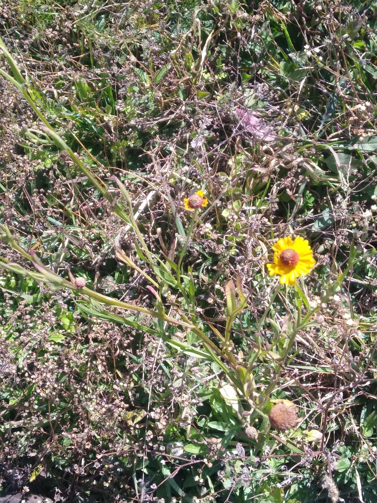 Image of longdisk sneezeweed