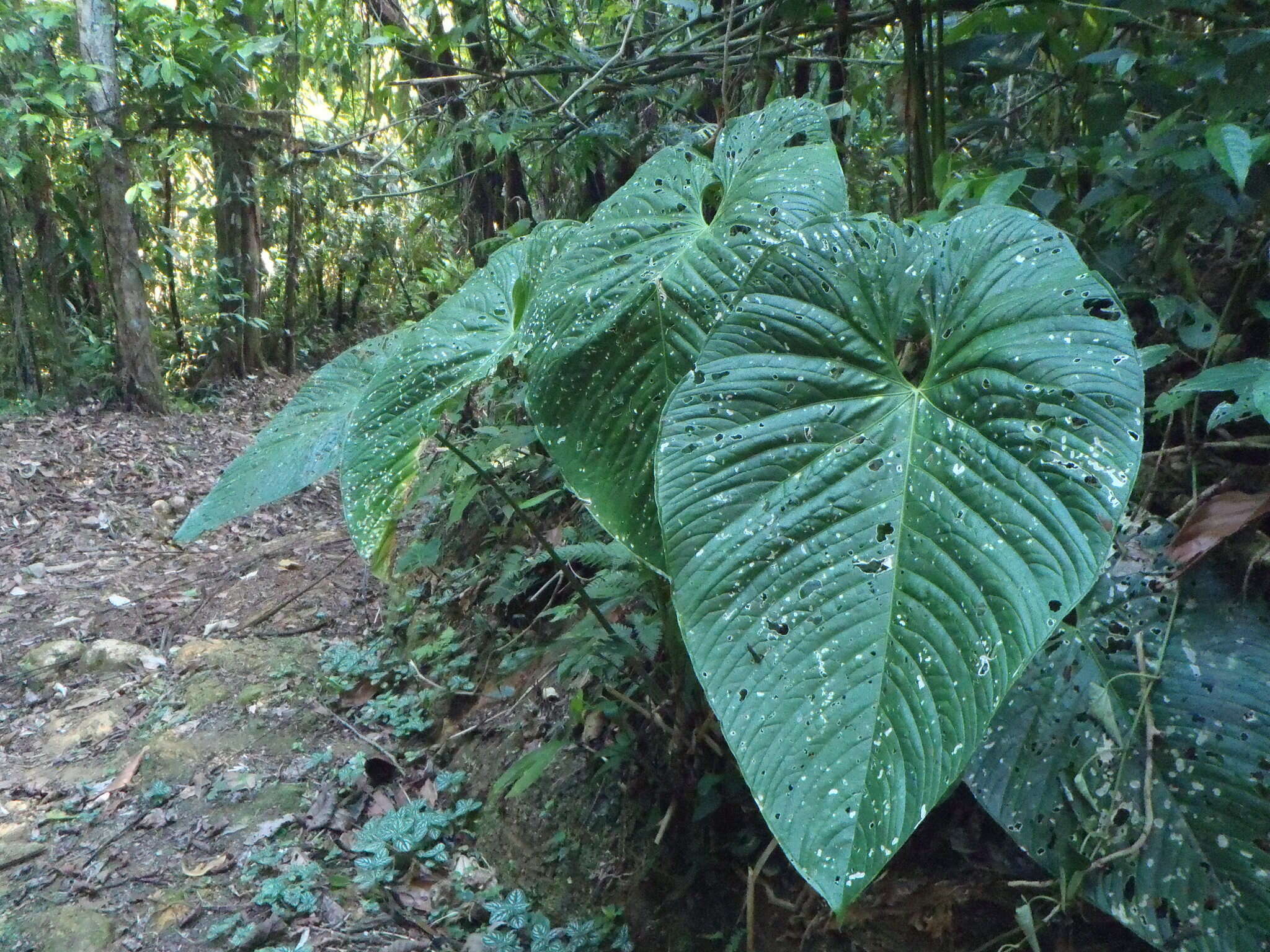 Anthurium caperatum Croat & R. A. Baker resmi