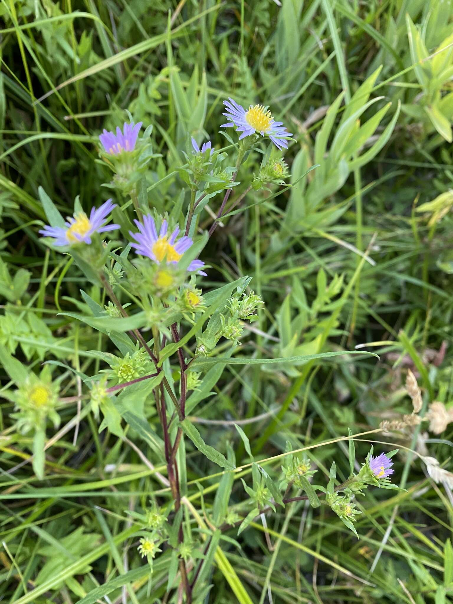 Image of Bracted American-Aster