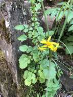 Image of burnet ragwort