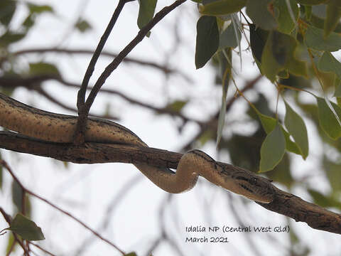 Image of Morelia spilota metcalfei Wells & Wellington 1984