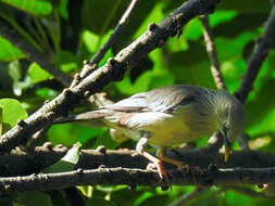 Image of Chestnut-tailed Starling