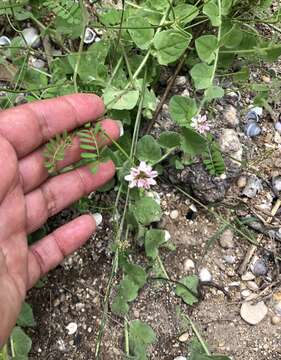 Image of Cretan crownvetch