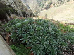 Plancia ëd Echium portosanctense J. A. Carvalho, Pontes, Bat.-Marques & R. Jardim