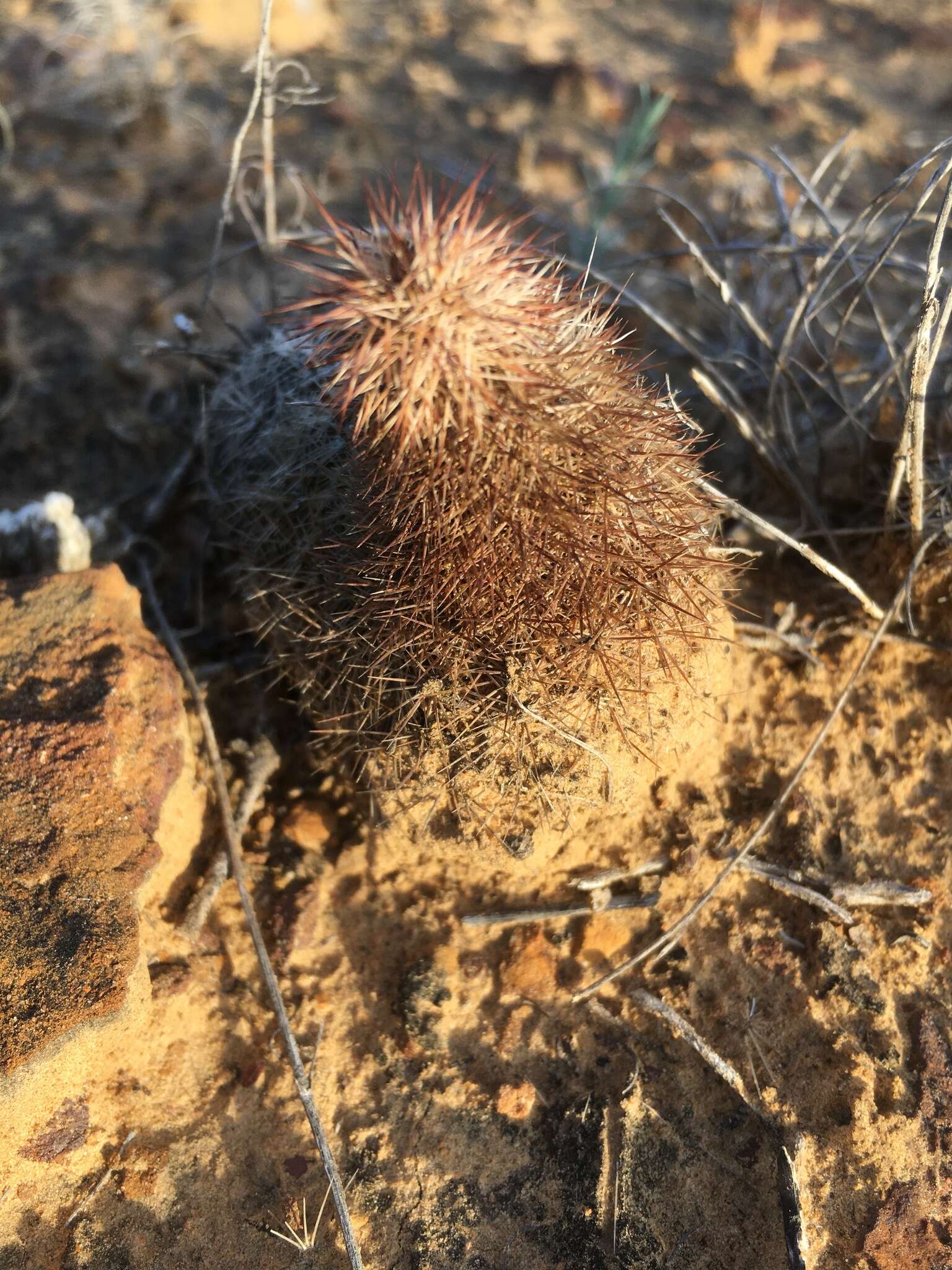 Image of Bailey's Hedgehog Cactus