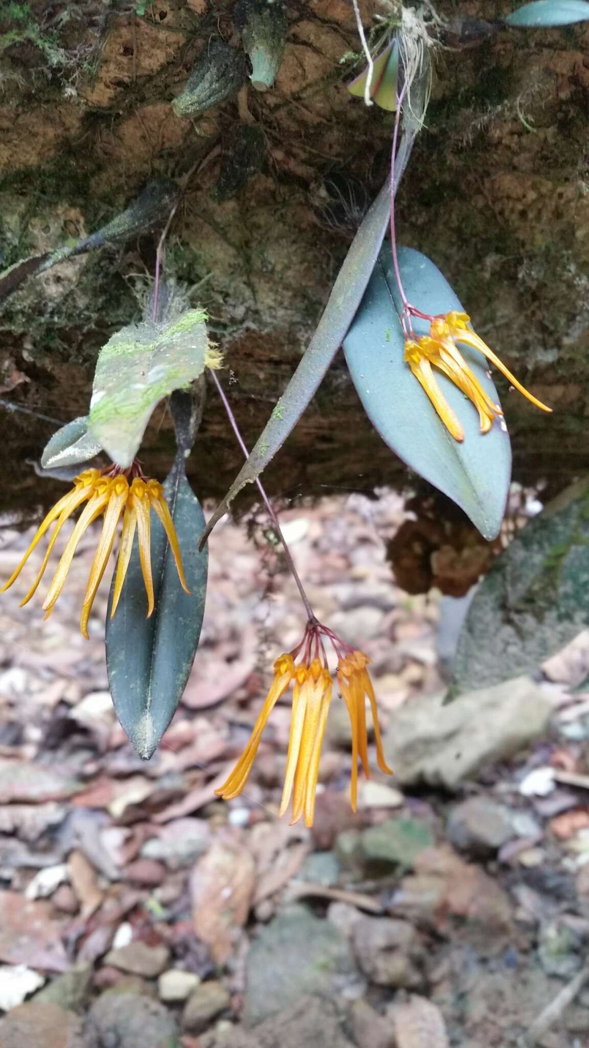 Imagem de Bulbophyllum thaiorum J. J. Sm.