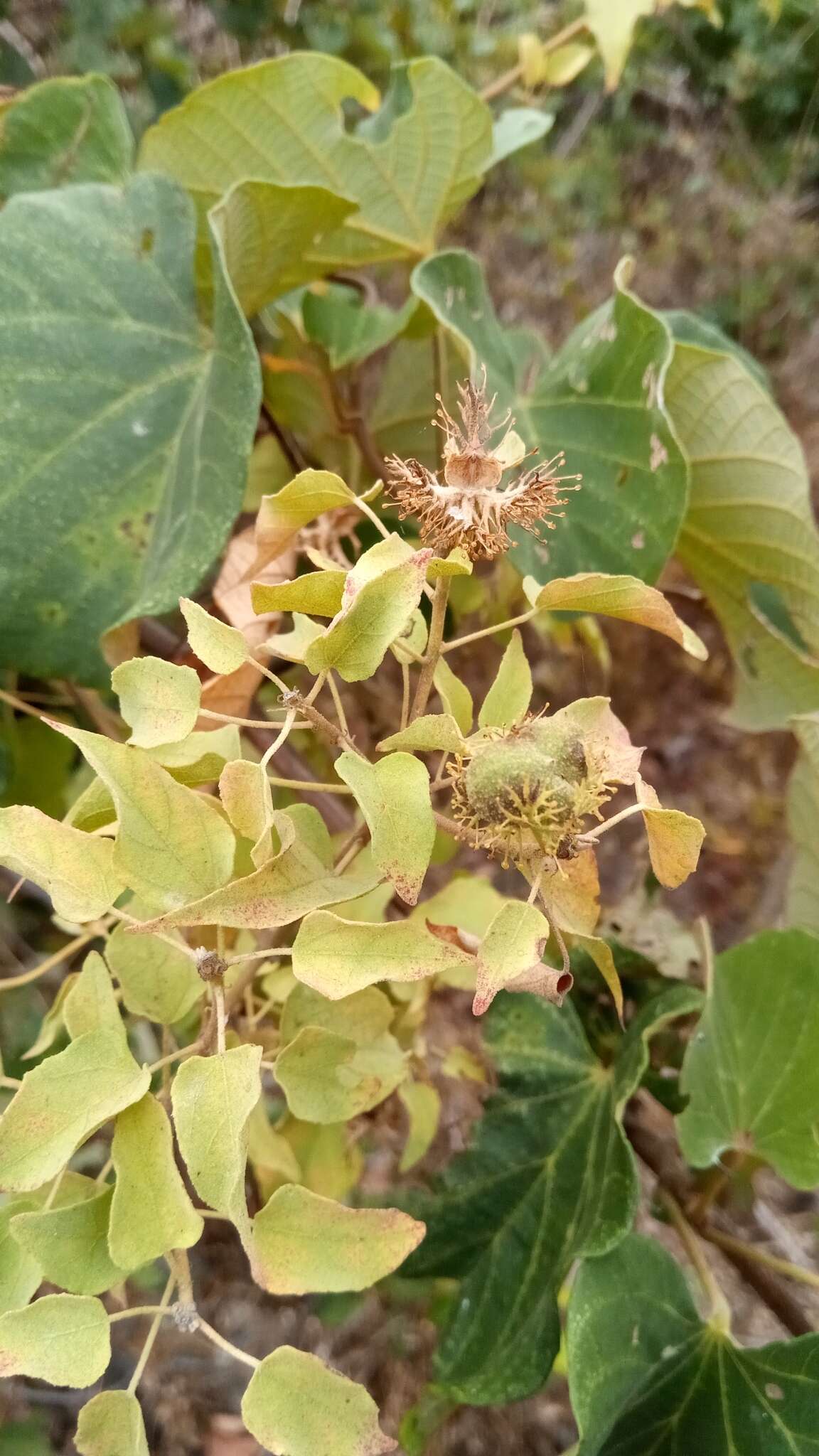 Image of Adenochlaena leucocephala Baill.