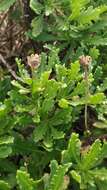 Image of Argyranthemum pinnatifidum subsp. succulentum (Lowe) Humphr.