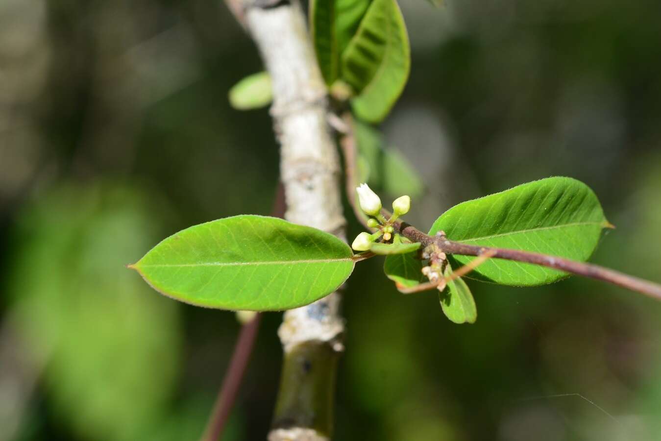 Metastelma schlechtendalii var. trichophyllum (L. O. Wms.) Liede & Meve的圖片