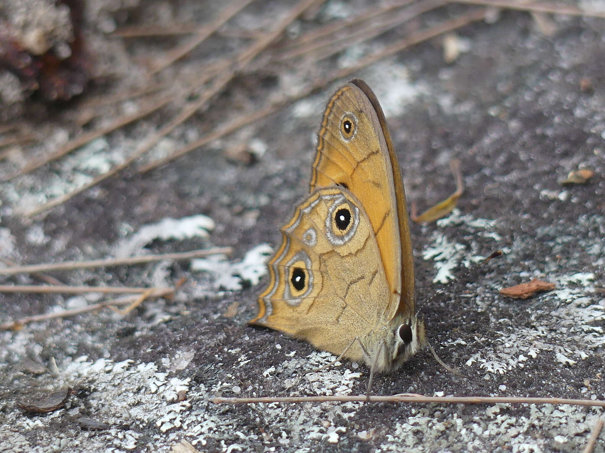 Image of Hypocysta euphemia Westwood (1851)