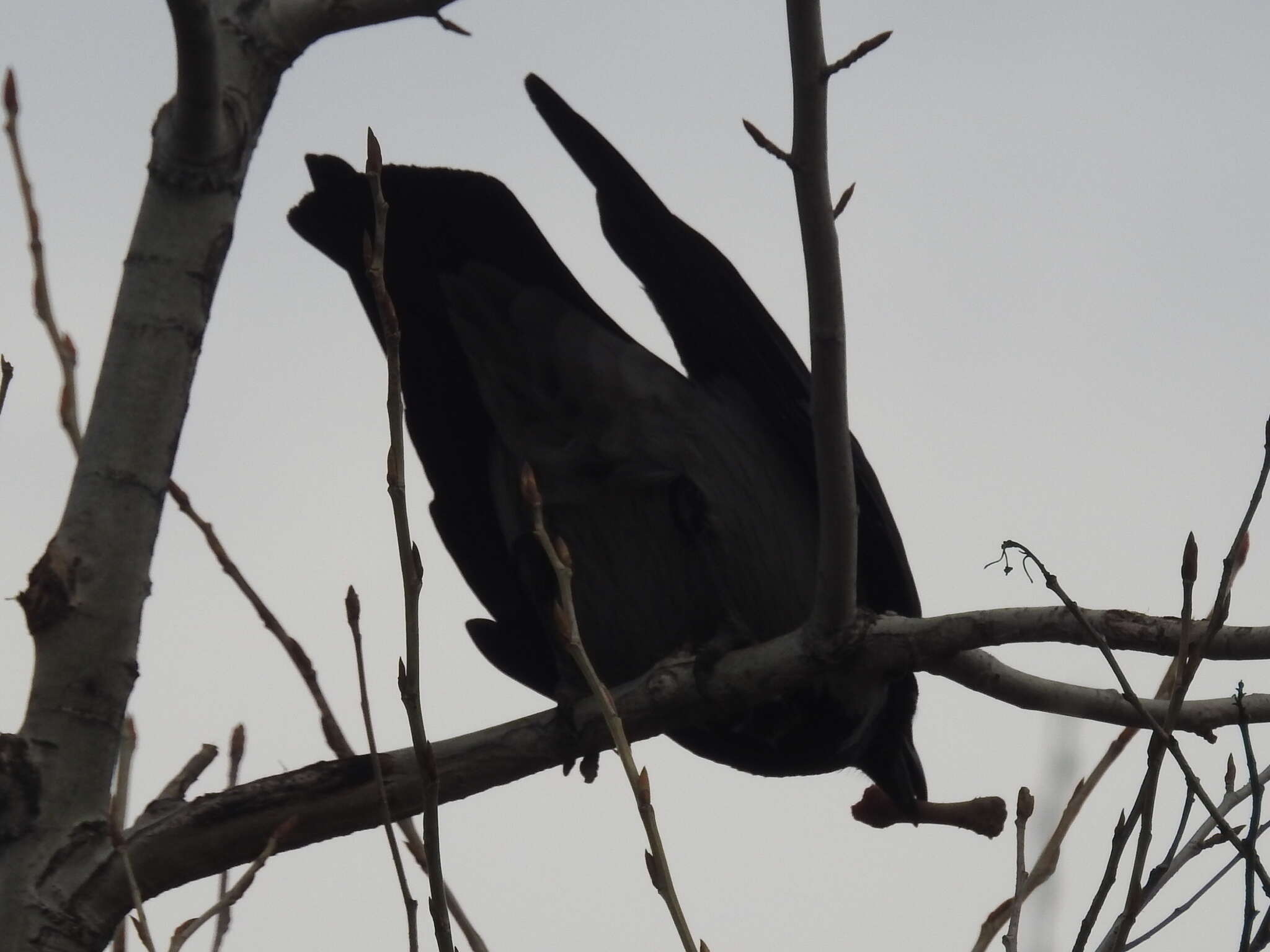 Imagem de Corvus cornix cornix Linnaeus 1758