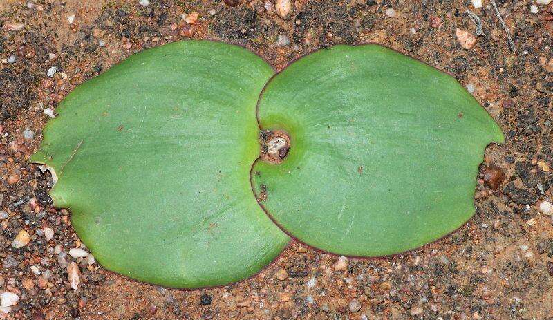 Image of Common Hedgehog Lily