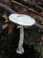 Image of Amanita bisporigera G. F. Atk. 1906