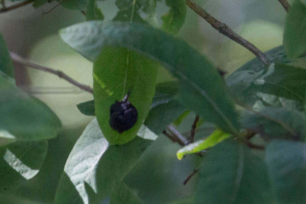 Lonicera nigra L. resmi