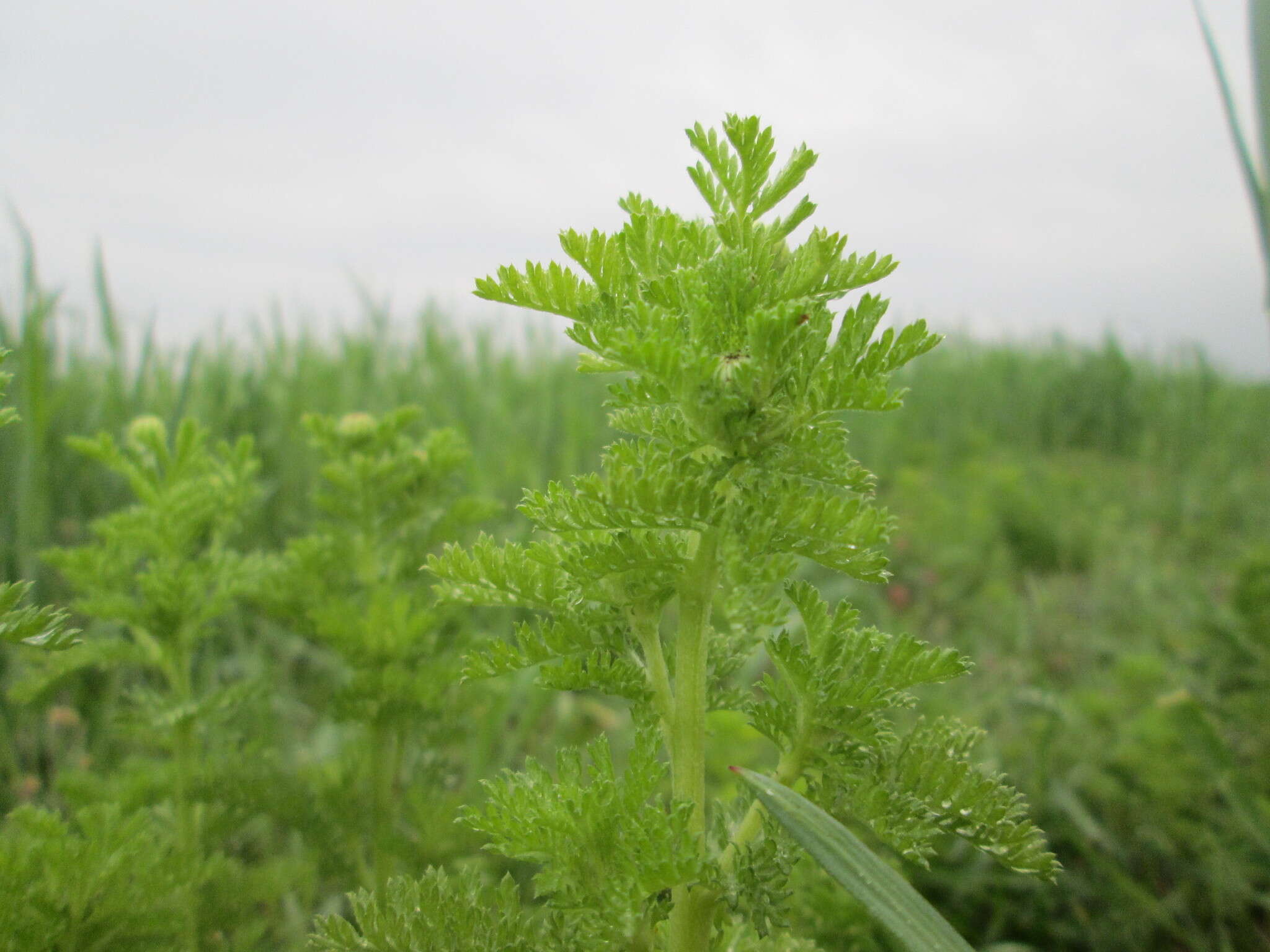 Image of Austrian chamomile