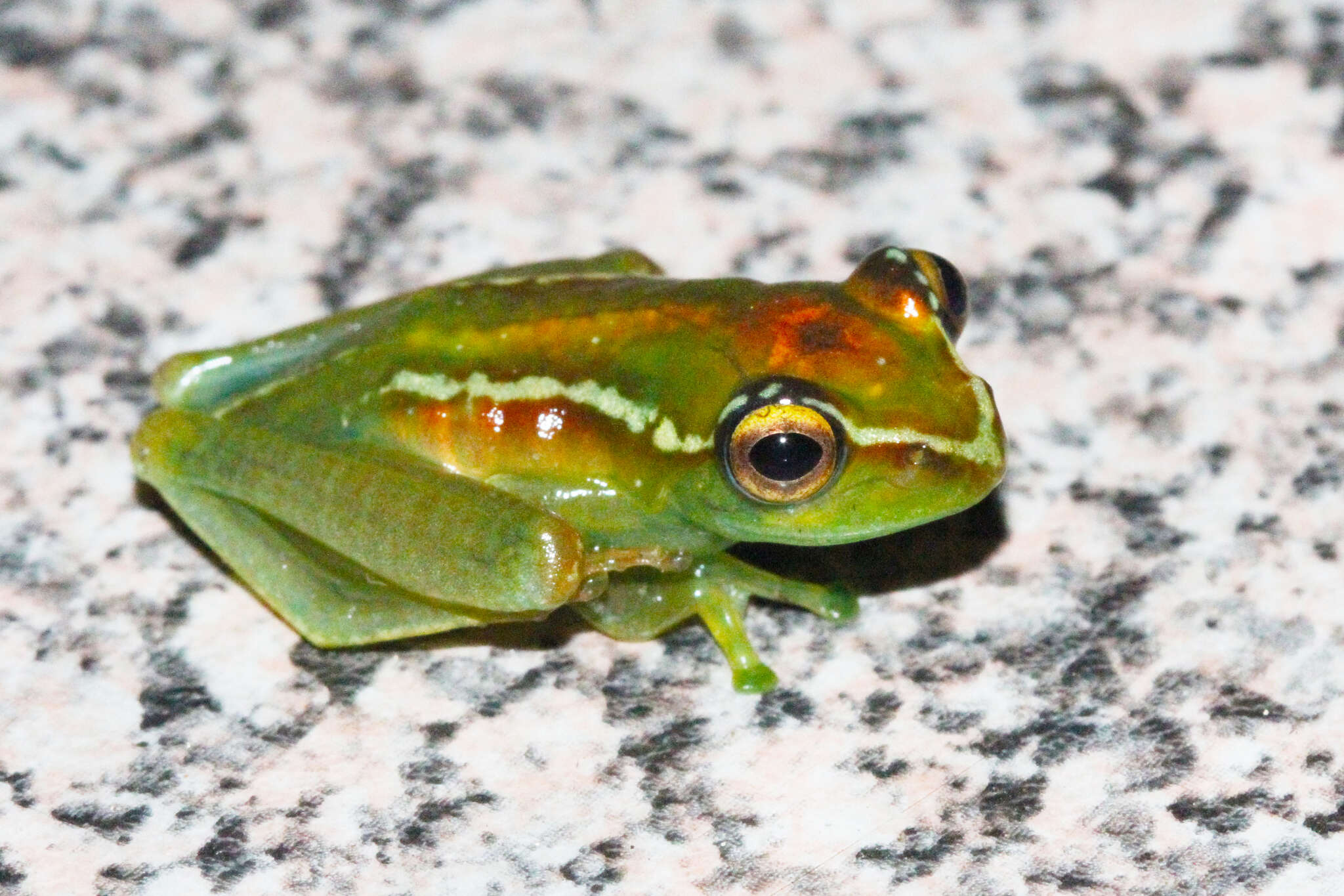 Image of Boophis lilianae Köhler, Glaw & Vences 2008