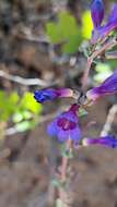 Sivun Penstemon pachyphyllus var. congestus (M. E. Jones) N. H. Holmgren kuva