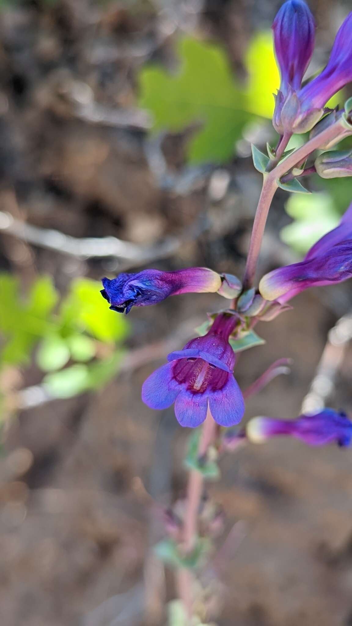 Sivun Penstemon pachyphyllus var. congestus (M. E. Jones) N. H. Holmgren kuva