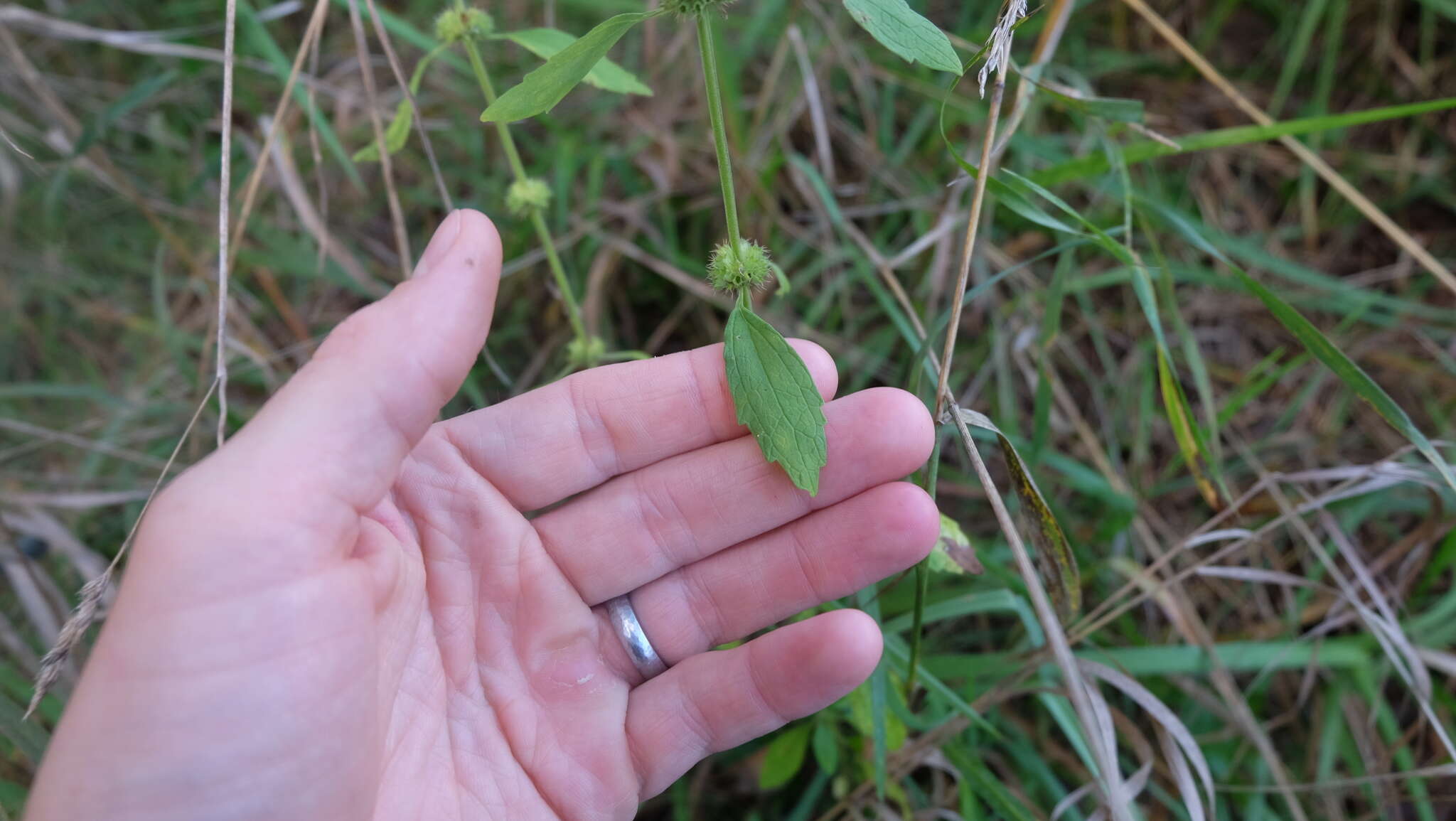 Image of lion's tail