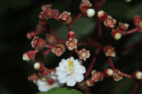 Image of Miconia tuberculata (Naud.) Triana