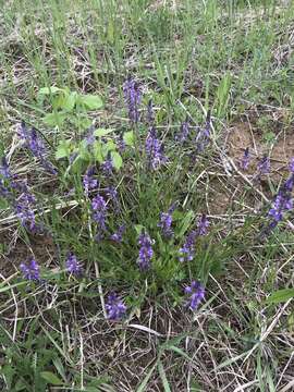 Image of tufted milkwort