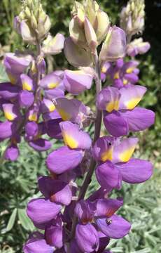 Image of silver lupine