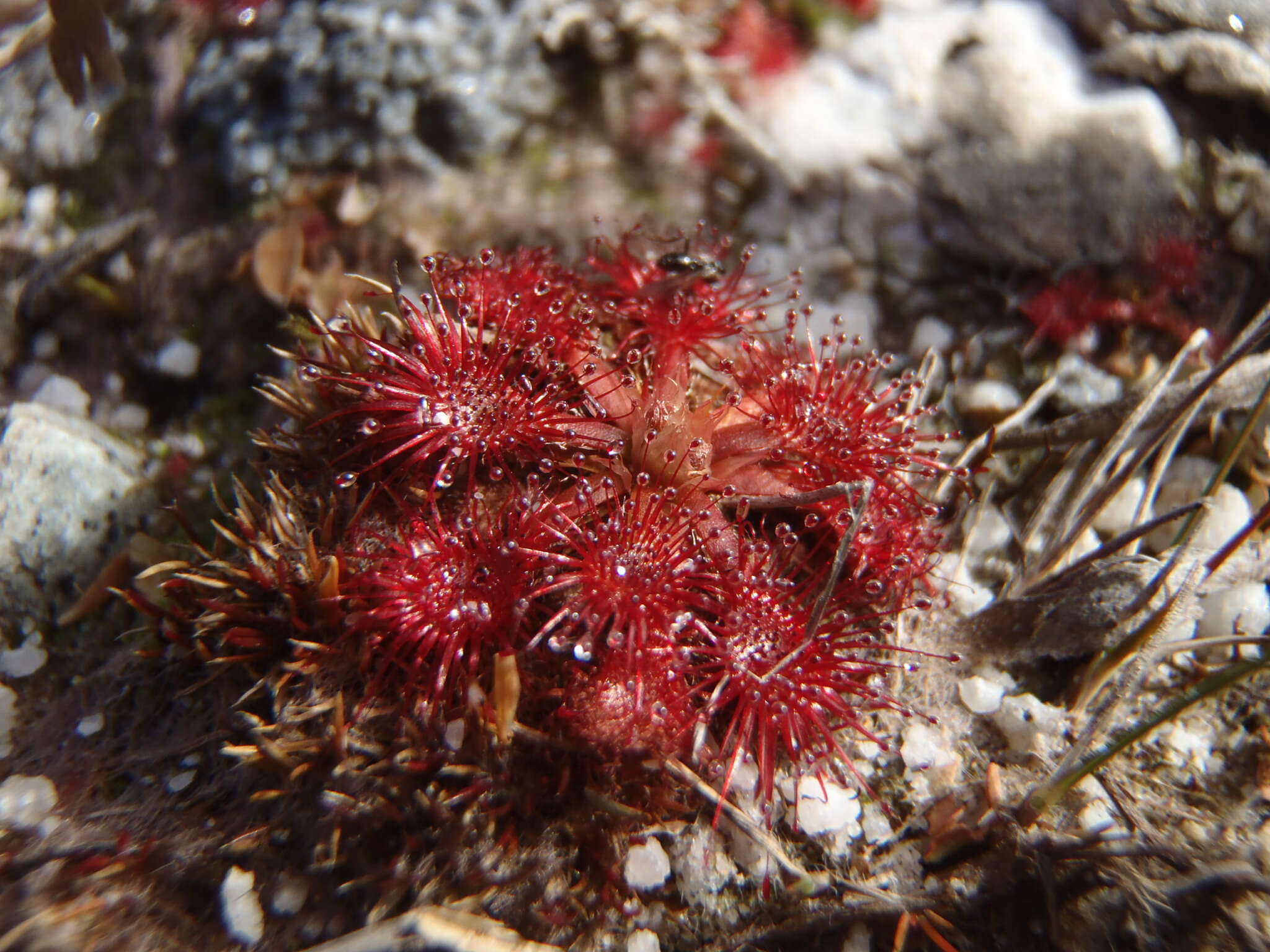 Image of spoonleaf sundew