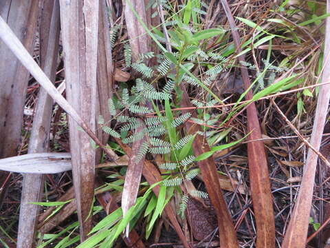 Image of Mimosa quadrivalvis var. angustata (Torr. & A. Gray) Barneby