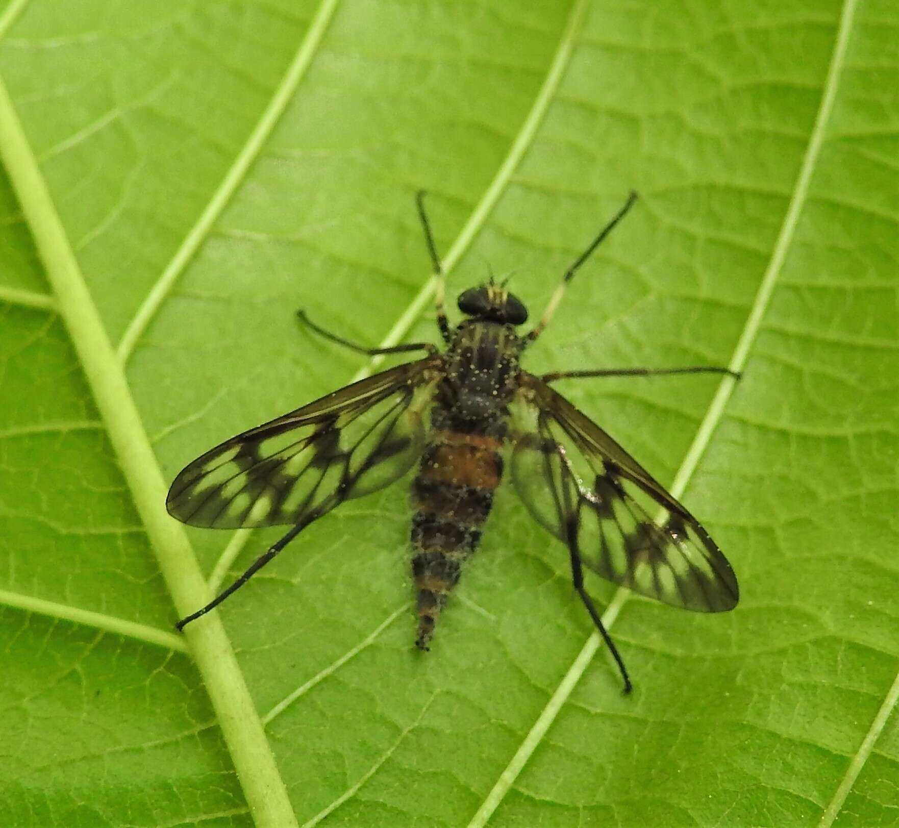 Image of Common Snipe Fly