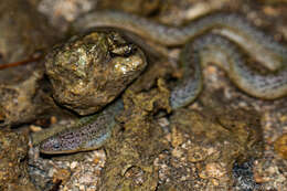 Image of Shortfin snake moray